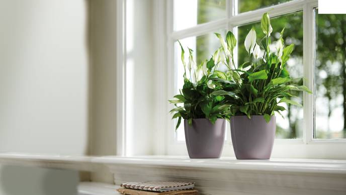 brussels diamond round 14cm oyster pearl